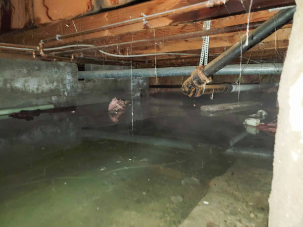  El Paso, IL Water damage restoration Pros